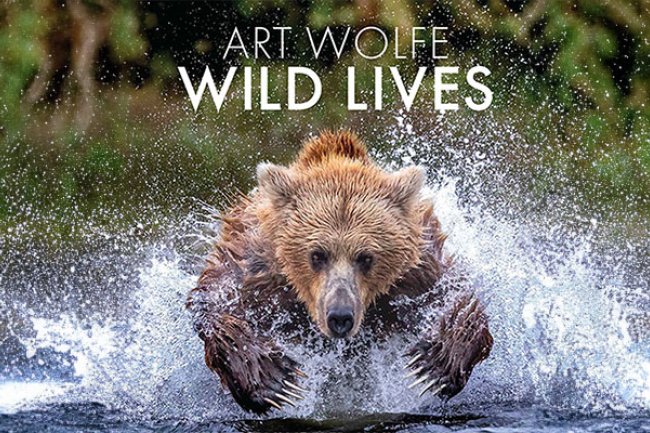 A bear splashes through water running toward the camera. Text overlay reads: Art Wolfe; Wild Lives