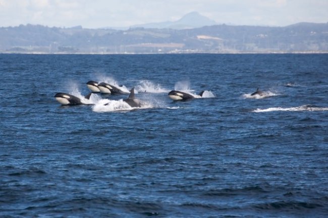 A pod of Orcas swim through the bay.