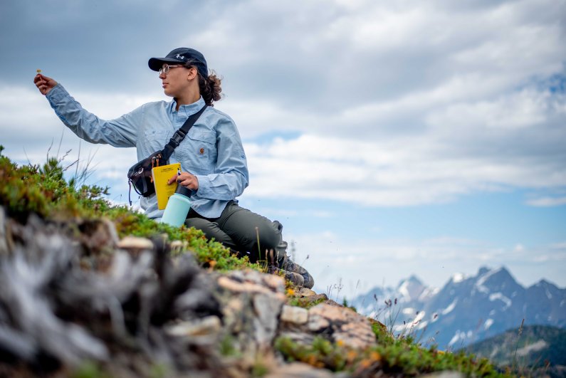 Student Betsy Knutson-Keller observes a plant while taking notes atop Tamarack Peak.