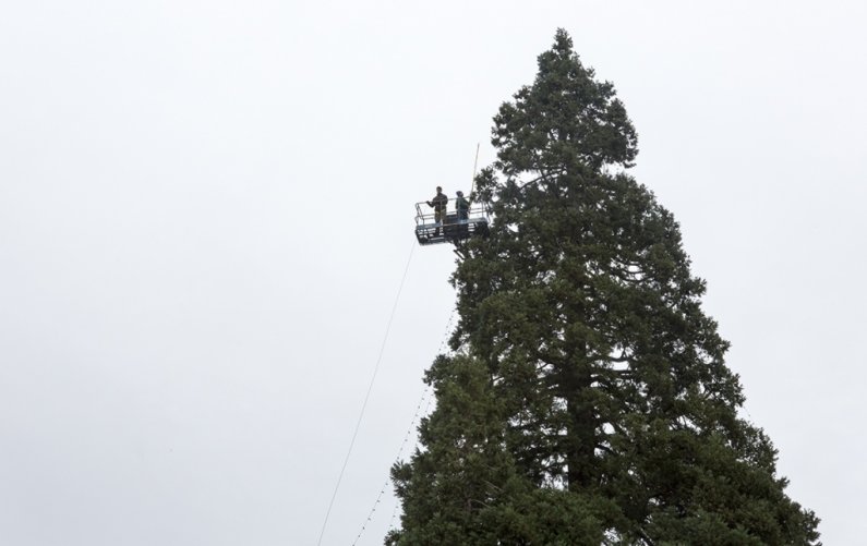Facilities workers trim the giant sequoia tree near Edens Hall with lights, an annual event at Western Washington University. The laborious process will result in 14,000 LED lights along the tree, which is visible from downtown Bellingham. Photo by Maddy 