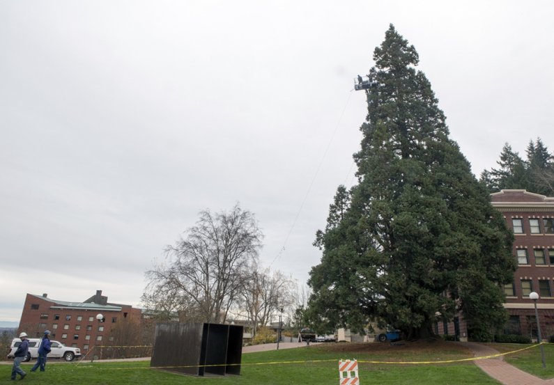 Facilities workers trim the giant sequoia tree near Edens Hall with lights, an annual event at Western Washington University. The laborious process will result in 14,000 LED lights along the tree, which is visible from downtown Bellingham. Photo by Maddy 
