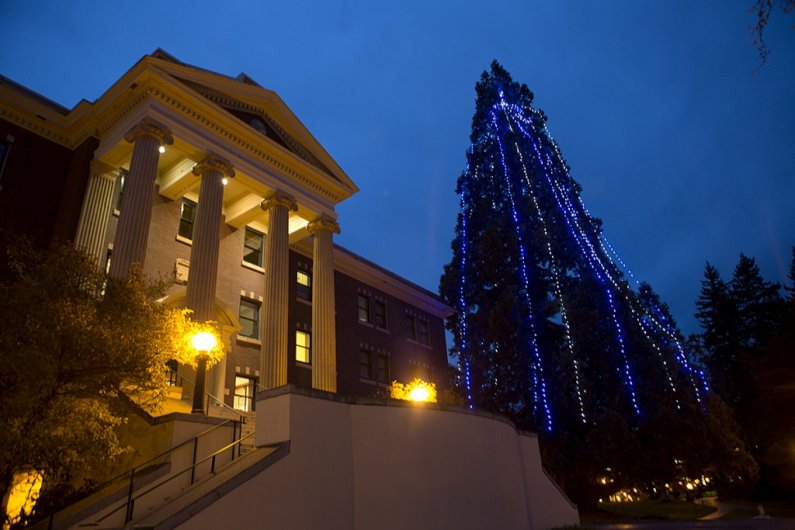 Western's giant sequoia tree, planted on the WWU campus in 1941, stands near Edens Hall. The tree, decked in 14,000 LED lights, stood 120 feet tall at its last measuring a few years ago. Photo by Matthew Anderson | WWU Communications and Marketing