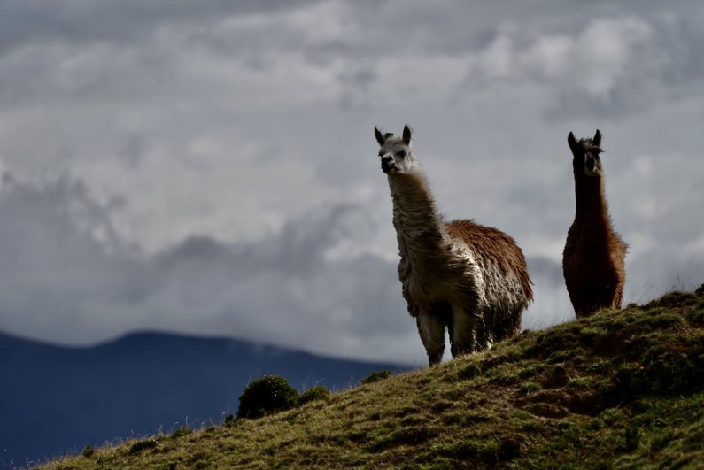 Two llamas stand on a grassy hillside with clouds in the background.