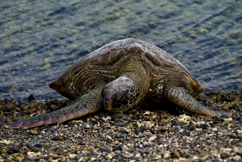 A green sea turtle rests on the pebble beach of Isabela Island in the Galápagos.
