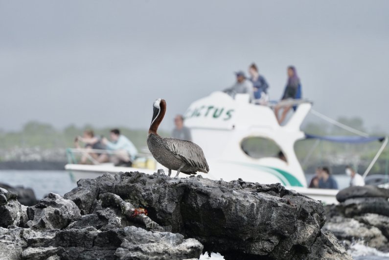 A Galápagos brown pelican stands on a large rock as a boat goes by in the background.
