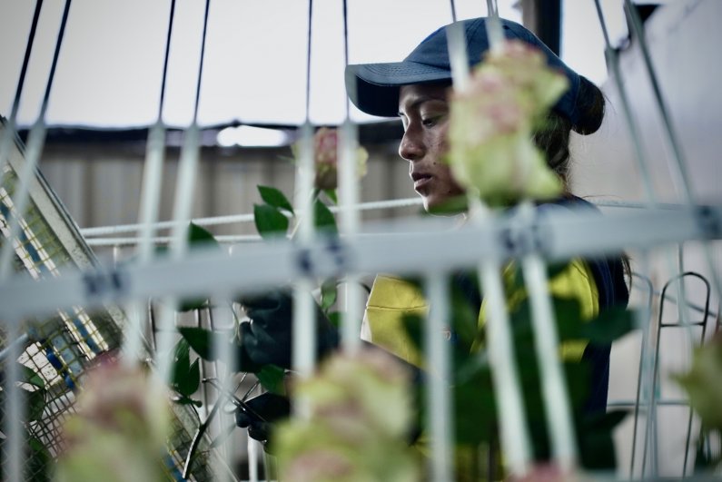 A worker at an Otavalo rose plantation trims a bloom.