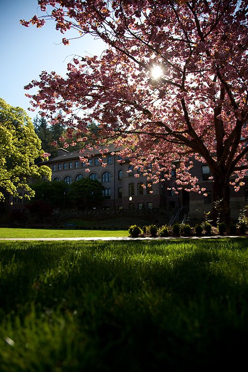 The Kwanzan cherry tree in front of Old Main is in full bloom. Photo by David Gonzales | University Communications intern