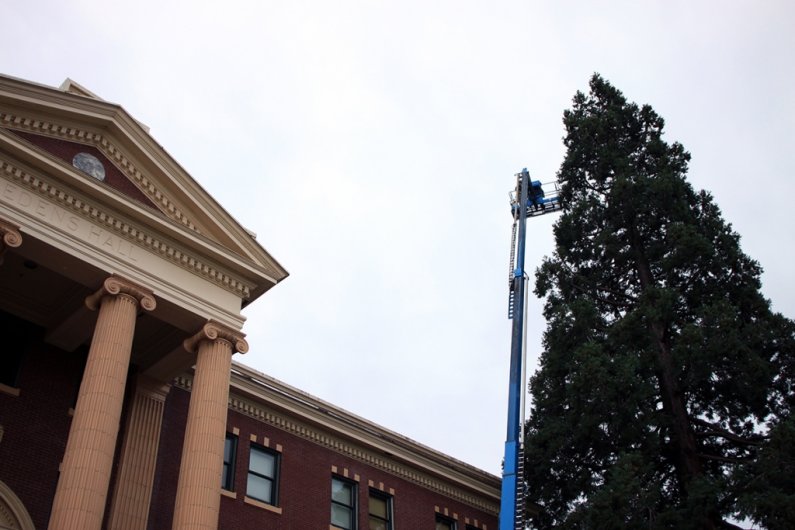 Facilities workers trim the giant sequoia tree near Edens Hall with lights, an annual event at Western Washington University. The laborious process will result in 14,000 LED lights along the tree, which is visible from downtown Bellingham. Photo by Sam He