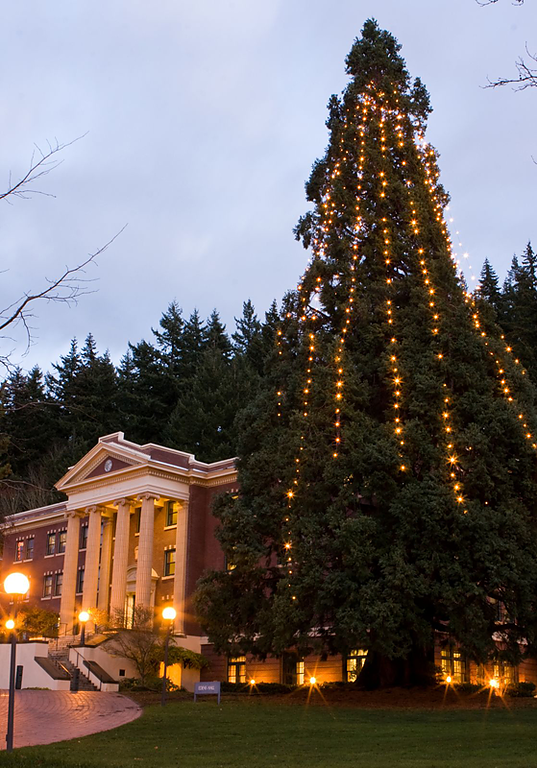 Lights cascade down a large tree outside of Edens Hall on Western's campus. The tree is decorated annually in celebration of the holiday season. Photo by Jon Bergman | WWU intern