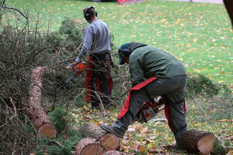 Workers on Western's utility crew clean up after a tree branch fell in front of Old Main on the WWU campus during heavy winds Thursday, Nov. 5. The National Weather Service has issued a wind advisory, which is in effect until midnight tonight. Photo by Mi