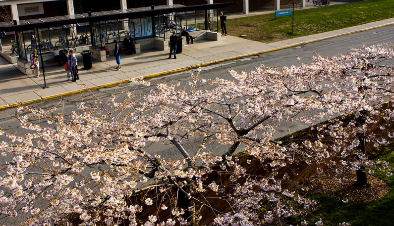 Trees outside the Performing Arts Center near High Street on the Western Washington University campus explode with tiny flowers as spring arrives early in Bellingham. Photo by Jon Bergman | University Communications intern