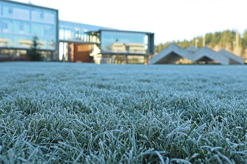 a closeup of frost-covered blades of grass on the lawn in front of the Academic Instructional Center 