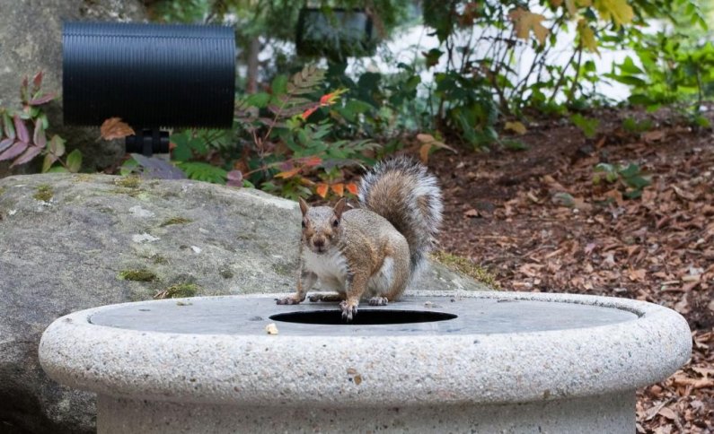 A squirrel searches a trash can for a quick meal in Haskell Plaza outside the Arntzen Atrium on the WWU campus on Thursday, Oct. 15. Photo by Jon Bergman | WWU intern