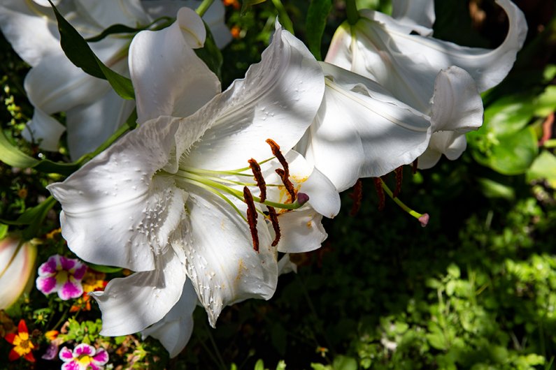 A Casa Blanca Lily growing in a flower bed outside of the WWU Fine Arts Building
