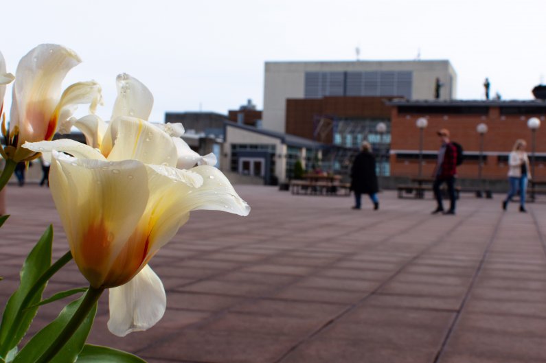 Spring has sprung on campus, although the rain will return tomorrow.  WWU photo/Rose Carr