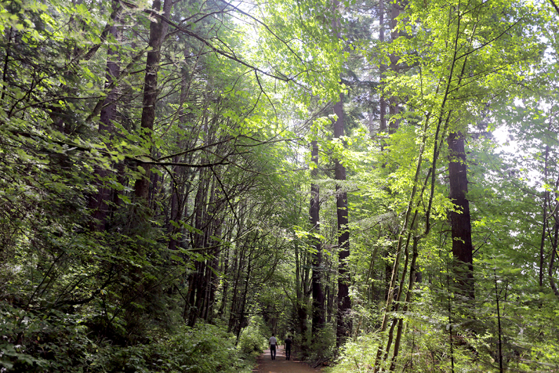 The Sehome Arboretum includes more than 5 miles of walkable trails. Photo by Matthew Anderson / WWU