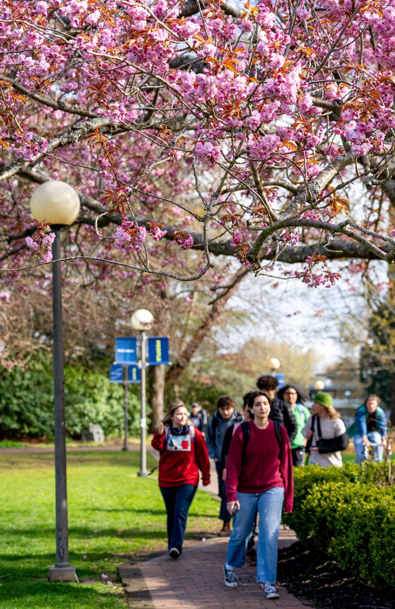 Students walk under the Old Main lawn cherry tree on the way to class.