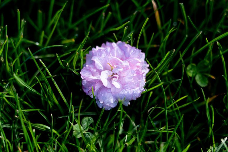 A fallen cherry blossom sits in a background of dark green grass.