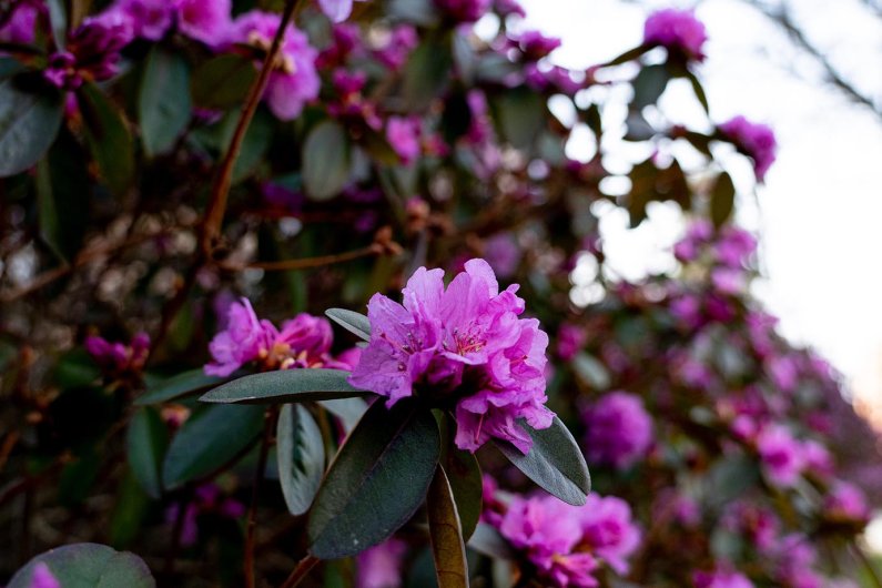 A closeup of a flowing purple rhododendron blossom.