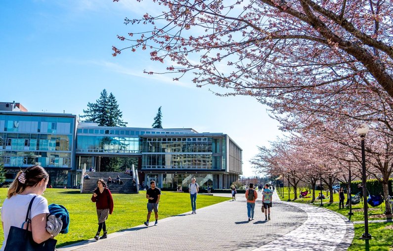 Cherry trees bloom as students walk through south campus.