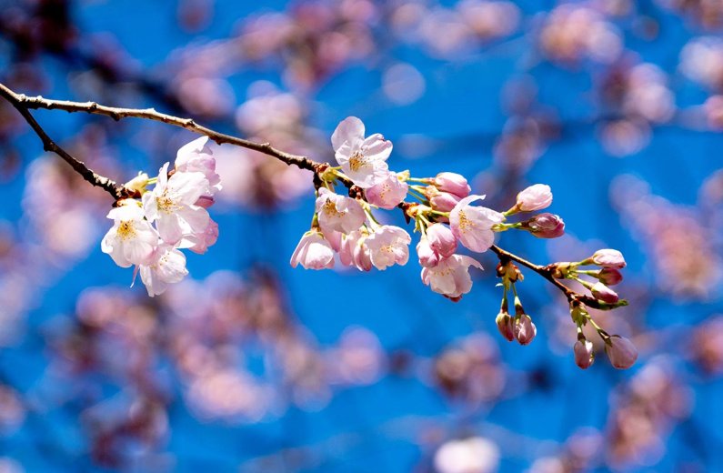 A closeup of a cherry tree blossom.
