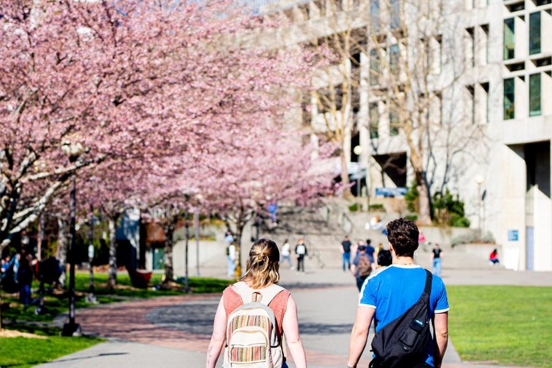 Cherry trees blossom  as students walk under them on the way to class on a sunny spring day.