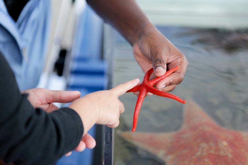 Kennen Barbo, 2, touches a Blood sea star at the Shannon Point Marine Center’s booth outside of Bellingham Public Library Sept. 22, 2011.