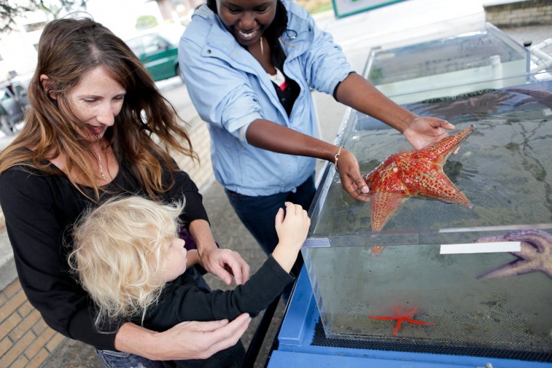 Kennen Barbo, 2, touches a Blood sea star at the Shannon Point Marine Center’s booth outside of Bellingham Public Library Sept. 22, 2011.