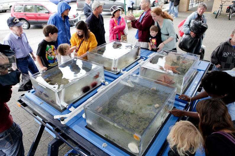 Bellingham residents and passers-by stop to look at the touch tanks at the Shannon Point Marine Center’s booth outside of Bellingham Public Library Sept. 22, 2011.