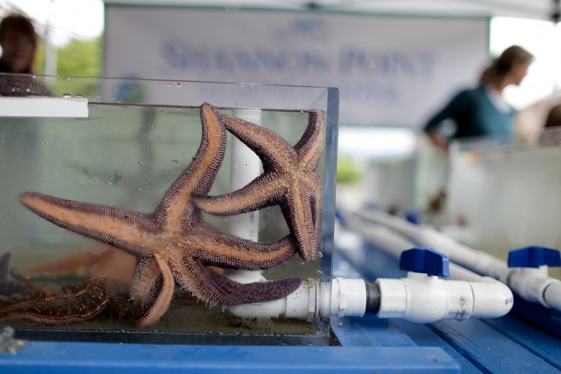 Sea stars wait in tanks at the Shannon Point Marine Center’s booth outside of Bellingham Public Library September 22, 2011.