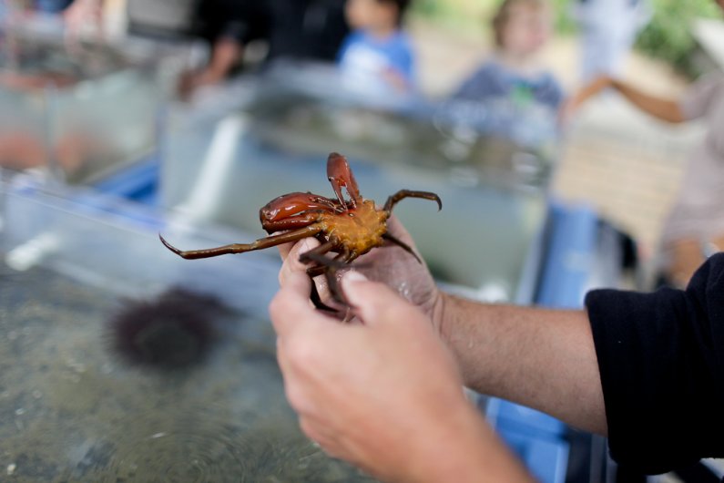 Gene McKeen, Manager of Academic and Support Services for the Shannon Point Marine Center holds a crab at the marine center’s booth outside of Bellingham Public Library September 22, 2011.