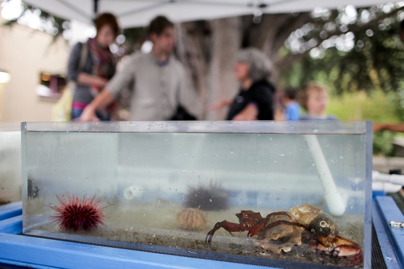 A spiny sea urchin and crab sit in touch-tanks at the Shannon Point Marine Center’s booth outside of Bellingham Public Library September 22, 2011.
