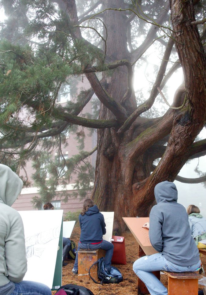 Students in assistant professor of art Cynthia Camin's beginning drawing class sketch the large sequoia tree near Edens Hall Thursday morning, Sept. 30, under a blanket of fog. Photo by Matthew Anderson | University Communications