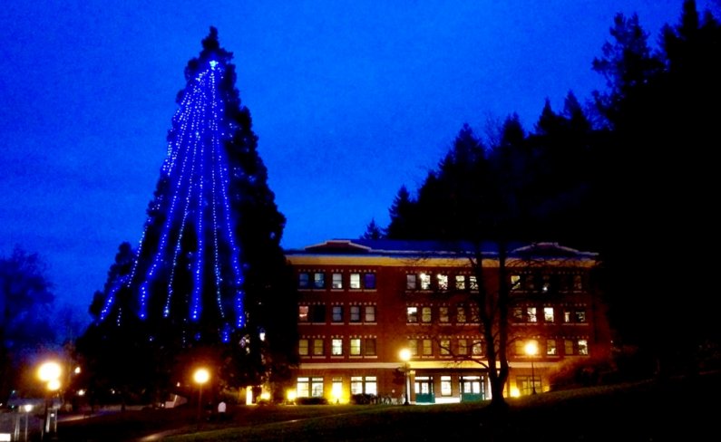 The giant sequoia near Edens Hall on the north end of campus, decked out with lights every holiday season as a Western tradition, was lit up for the first time this year on Tuesday, Nov. 26. Photo by Matthew Anderson / WWU