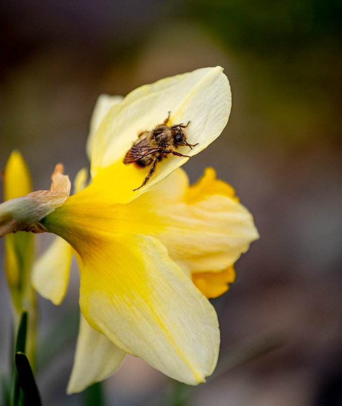 A bee rests on the petal of a yellow daffodil on campus.