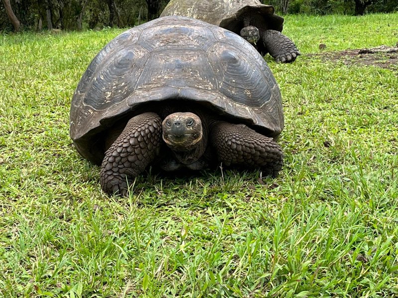 Large tortoises amble along on the grass.