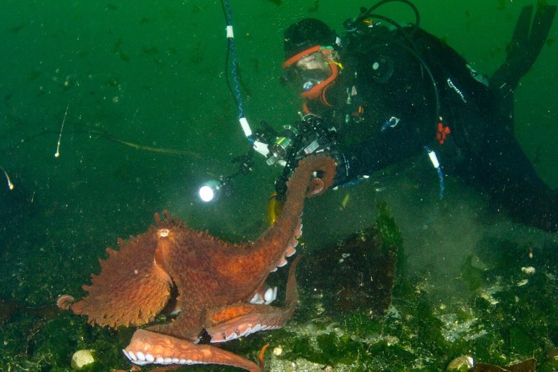 A man dives in the green waters of Puget Sound, and seems to be shaking hands with a bright red octopus