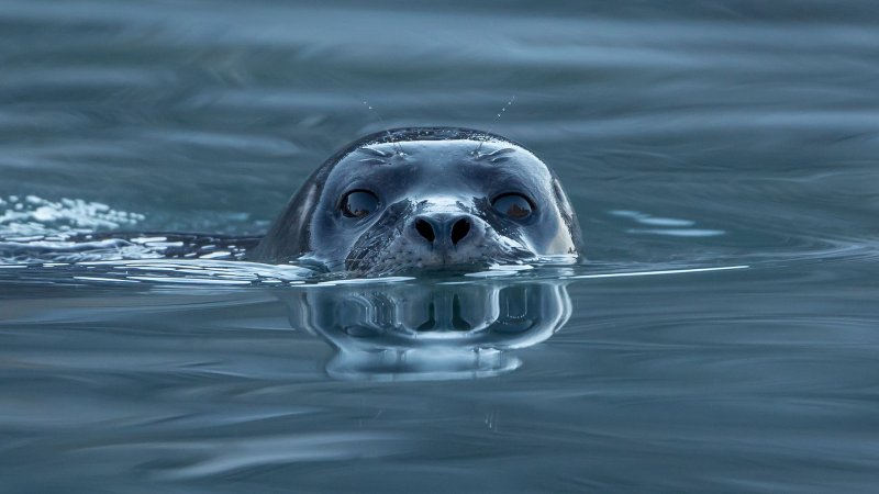 a swimming seal looks at the camera