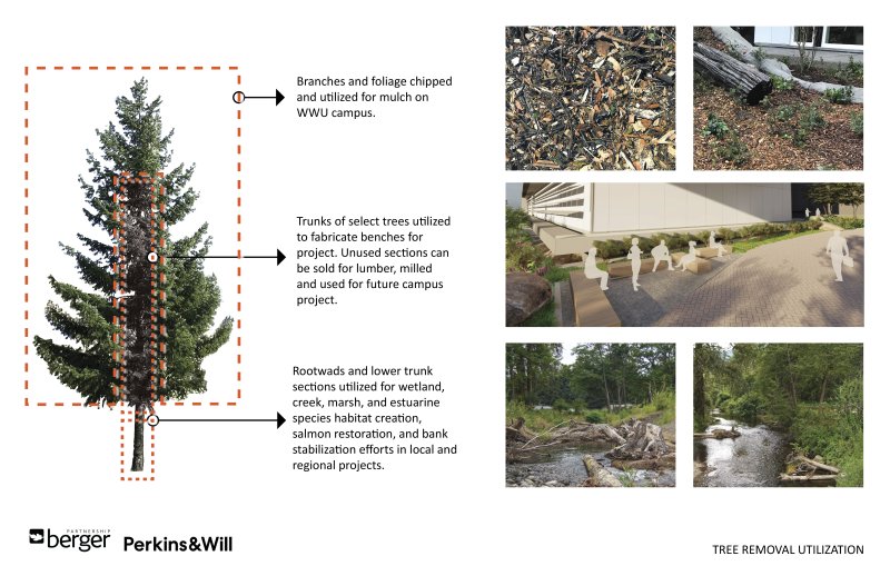 Diagram shows how the trees near the new building will be reused in other projects