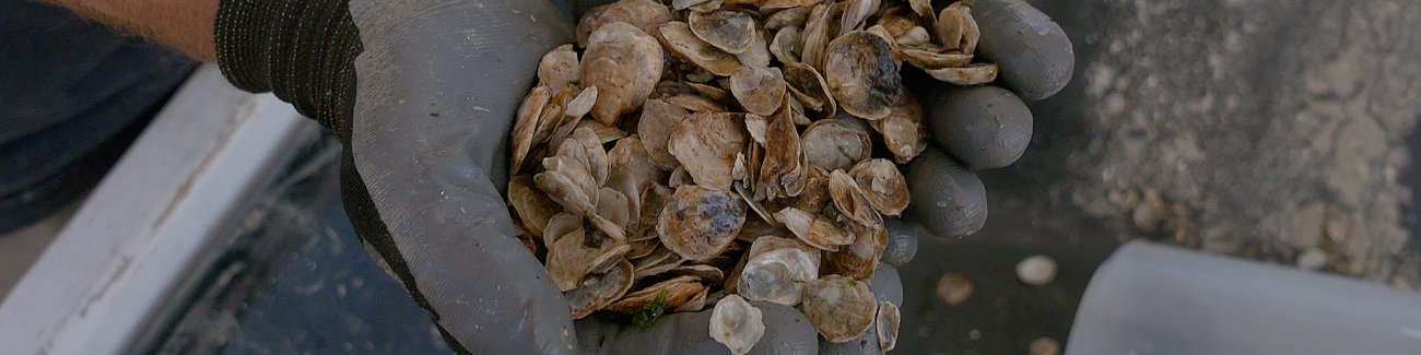 The impact of microplastics on filter feeders like these Olympia oysters will be one area studied by Western's Wayne Landis and his colleagues at OSU as part of the new NSF grant.