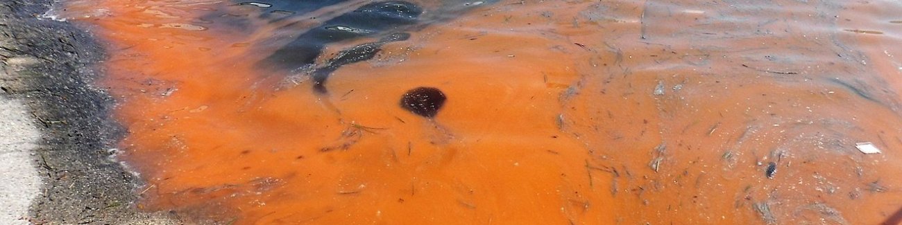 A red tide in a harbor in Japan