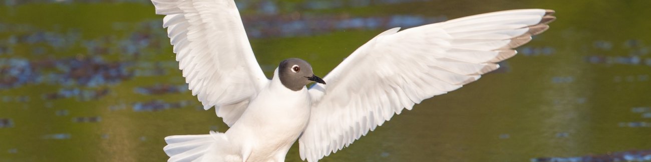 The Bonaparte's gull is one species shown by the research of WWU's John Bower to be in steep decline regionally.