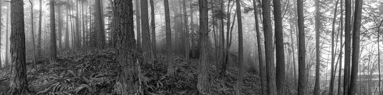A black and white photo of trees in the fog in the arboretum.