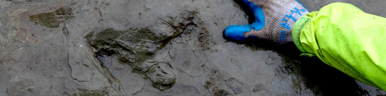 A human hand provides scale to the fossil footprint of the extinct bird Diatryma discovered near Deming by WWU geologists. Photo courtesy of John Scurlock