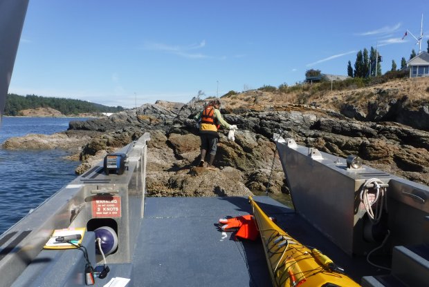 Western's Jennifer Hahn steps off a small boat to sample seaweed in BC