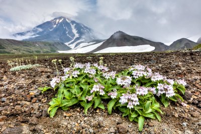 Pennellianthus frutescens in front of Koryaksky Volcano (near Petropavlovsk). Pennellianthus is endemic to Kamchtka, the Kuriles, and Japan and is the closest related genus to our Penstemon (North American); photos © Eric DeChaine.