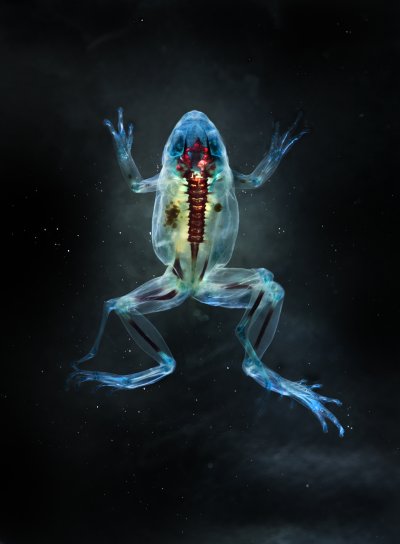 Cleared and stained Pacific tree frog collected in Aptos, California. 