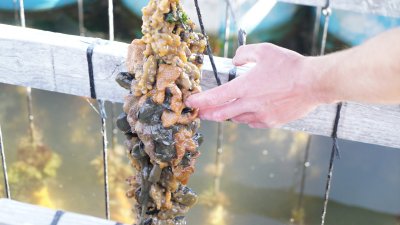 Mussels grow on lines suspended from the floating pens, along with sponges, soft corals, and invasive tunicates.