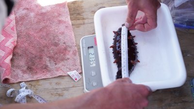 Pruitt measures a sea cucumber