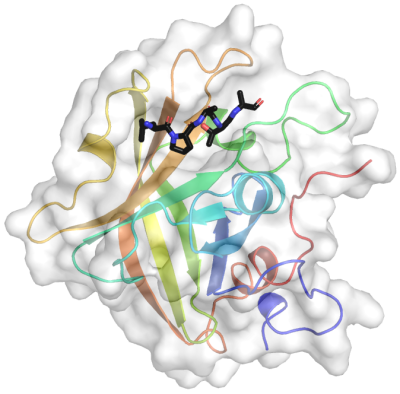 A target peptide bound to the Class A sortase from Streptococcus pyogenes.
